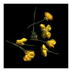 Austin Talbot - Dried pressed yellow flowers scattered on a black background