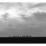 Eliza O'Donnell - Black and white photograph of horses walking across the horizon