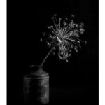 Finnian Stroud - Still life in black and white of a dried flower in a small pot