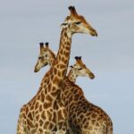 Sam Thomas - Three giraffes lined up with heads facing different directions